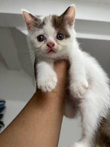 BSH Cinnamon bicolor