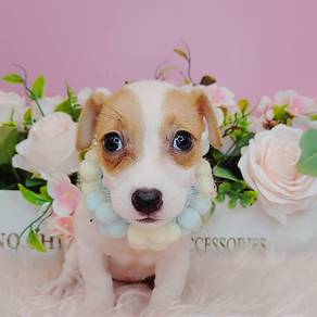 Jack Russell