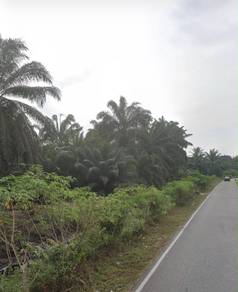 Agricultural Land in Batu Pahat, JHR