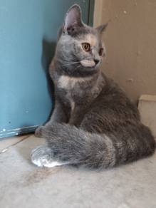 BSH kitten for re-home 