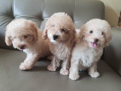 Poodle 貴賓犬