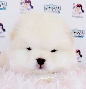 Chow Chow