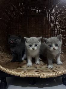 BSH for rehome