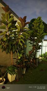 pokok hiasan Ficus lyrata
