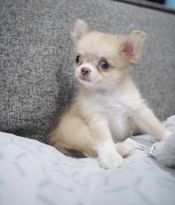 CHIHUAHUA PUPPIES VIP193🌷Head Apple Cute Dog