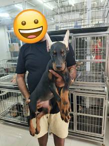 Eroupeon Doberman puppies 