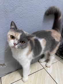 Female BSH Colico for Rehome