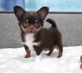 CHIHUAHUA PUPPIES 133 🌷Head Apple Male