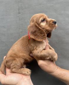 ENGLISH COCKER SPANIEL PUPPIES C110🌻 Male