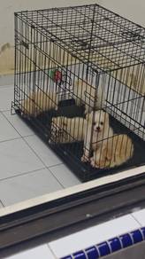 Tiny Pomeranian