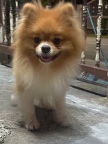 Pomeranian stud service