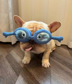 French Bulldog