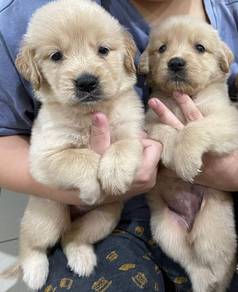 Golden Retriever 