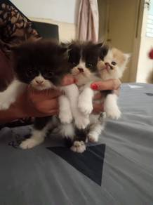Persian cat