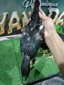 Ayam ratu