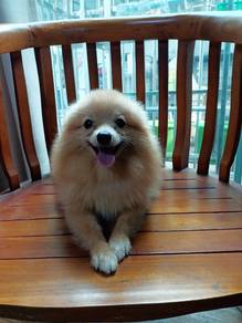 Pomeranian 