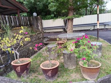 pokok bunga kertas,live plant 