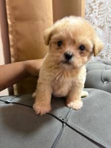 shihpoo