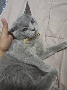 kitten bsh
