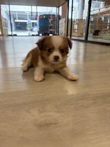 chihuahua long coat puppy
