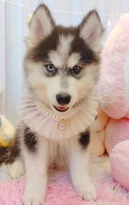Husky