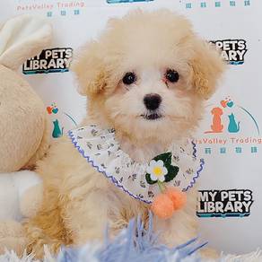 Poodle Toy