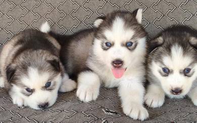 Husky