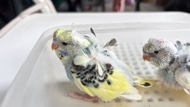 satu pasang baji heli (Helicopter budgies)