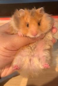 Syrian Hamster Big Bone