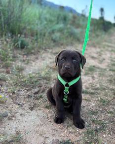 Chocolate color Labrador10