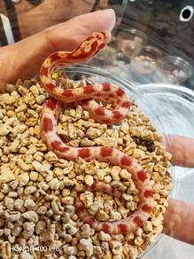 Corn Snake Promosi 
