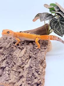 Leopard Gecko