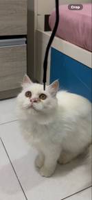 persian semi flat