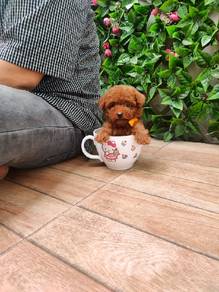 mini Poodle 