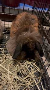 Lop ear rabbit nak let go