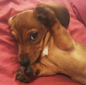 K1856 Frolicsome Dachshund cuddles,playful puppy P