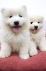 Samoyed puppy male female