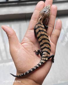 Blue Tongue Skink 