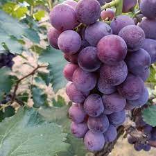 Live Plant Kyoho Grape 5 years plants