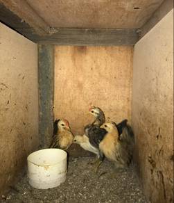 Ayam serama