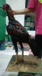 Ayam Baka Sabung