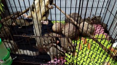 Sugar Glider male and female 