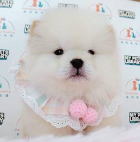 Chow Chow