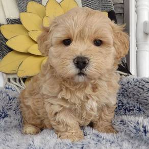 T2656 Irresistible Poochon Fluffy Soft Fur Compani