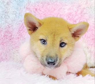 Shiba