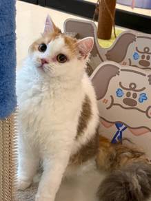 selkirk rex calico cat kitten blh bsh persian