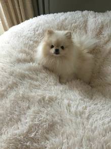 A3178 Fluffy Pomeranian Cute Small Breed Companion
