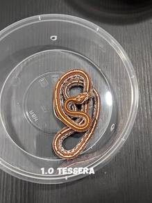 corn snake (tessera hypo morph)