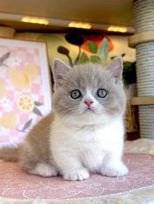 Short leg munchkin 