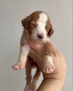 Giant Poodle